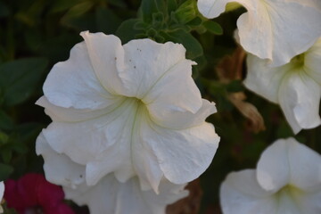 Petunia Axillaris, florecilla del campo blanca