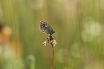 una farfalla licenide al tramonto