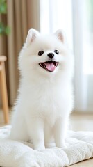 Fototapeta premium Happy Pomeranian puppy sits comfortably on a soft blanket in a cozy living room, exuding warmth and joy through its fluffy fur