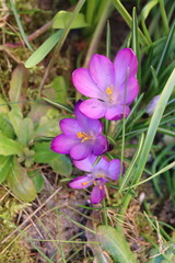 Blue crocuses in the spring garden