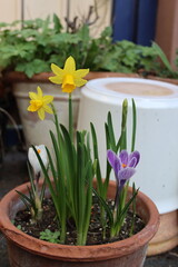 Pot with spring flowers in the backyard