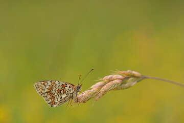 una farfalla melitaea al tramonto