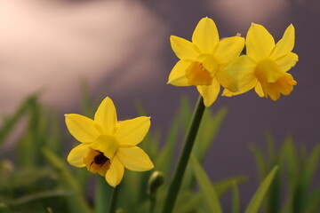 Yellow daffodils with bee in the spring garden