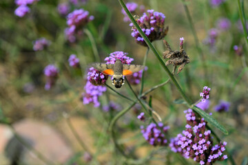 Bee honey in the flying insects