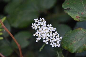 Polipodium vulgare, Flor blanca silvestre