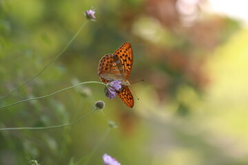 una farfalla argynnis paphia in estate