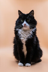 black cat with white chest and white paws sits on peach background