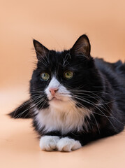 black cat with white chest and white paws lies on peach background