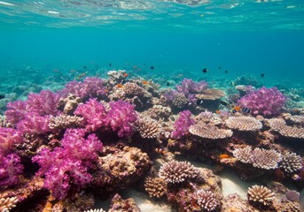 Naklejka premium Colorful coral reef with tropical fish under sunlit water.