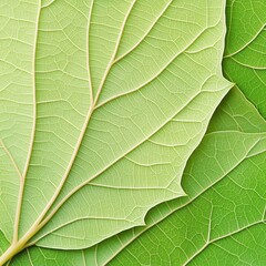 Obraz premium Close up of Light Green Leaf Veins Texture