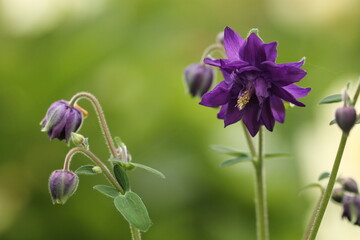 fiore di aquilegia