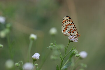 una farfalla melitaea al tramonto