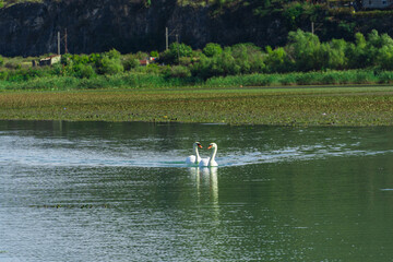 Two white swans - cygnus olor - swim in Lake Shkodra.