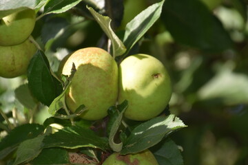 Manzanas verdes silvestres