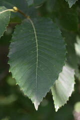 Hoja de arbol verde