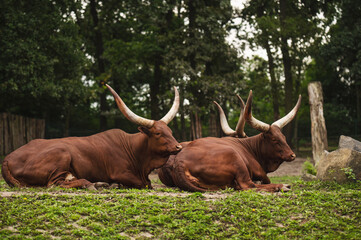 A herd of Watusi at the zoo, resting on the ground. Buffaloes with horns