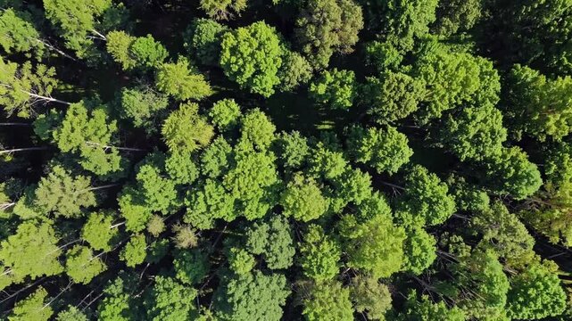 Aerial top view of green trees in forest. Drone view of dense green tree captures CO2. Green tree nature background for carbon neutrality and net zero emissions concept. Sustainable green environment.