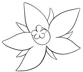Coloring page  borage flowers Edible Flowers