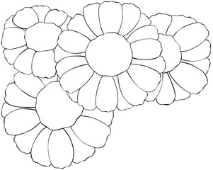 Coloring page Chamomile flowers Edible Flowers