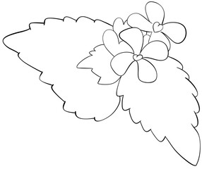 Coloring page Garlic Mustard Flowers Edible Flowers