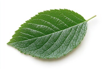 Fototapeta premium Close-up green leaf