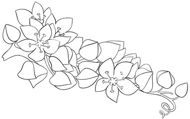 Coloring page Mexican Creeper flowers Edible Flowers