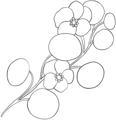 Coloring page Nasturtium flowers Edible Flowers