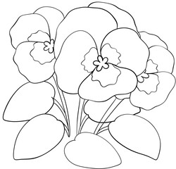 Coloring page Pansy flowers Edible Flowers