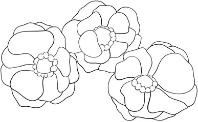 Coloring page Strawberry blossoms Edible Flowers
