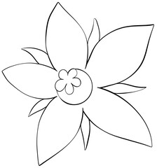 Coloring page  borage flowers Edible Flowers