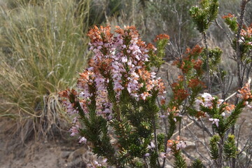 Erica multiflora, Brezo mediterraneo