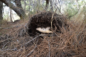 Nido de ave