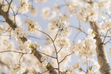 Obraz premium Daegu Metropolitan City, South Kore