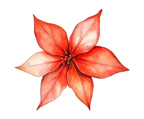Red Poinsettia: Watercolor Christmas Star on Isolated White Background