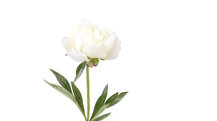 Obraz premium A white flower with green leaves