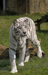 Obraz premium White tiger up close image 