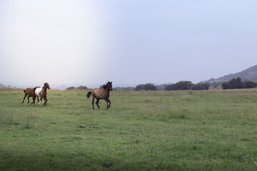 Horses running free in the field 
