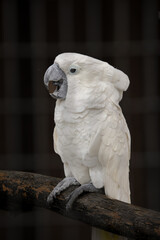 Parrot up close in day 