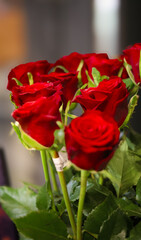 Red roses for love and gift 