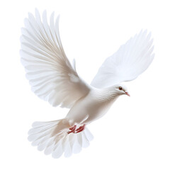 Dove soaring gracefully with shimmering white feathers, isolated on white background