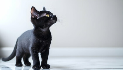 A curious black cat gazing upward in a bright, minimalistic indoor space with soft lighting
