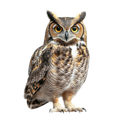 Obraz premium Majestic Owl Portrait: Captivating gaze and intricate plumage detail Perfect for nature enthusiasts Isolated on transparent background