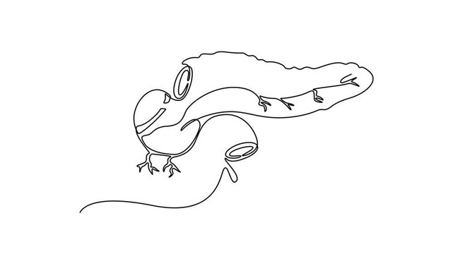 Pancreas. parts of the body concept. Single line draw design. Full length animation illustration. High quality 4k footage
