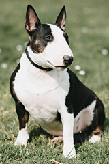 Dog portrait outside.Bull terrier show dog posing.black and white miniature bull terrier,a bull terrier dog sits on the grass
