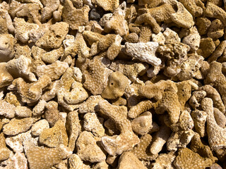 Big Island Hawaii and the Ocean life with Coral pieces along the beach 