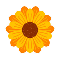 sunflower on a white background
