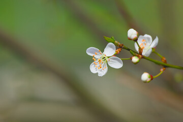 white cherry plum flower on a twig on a sunny spring day