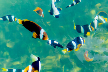 Marine fish in the aquaculture center
