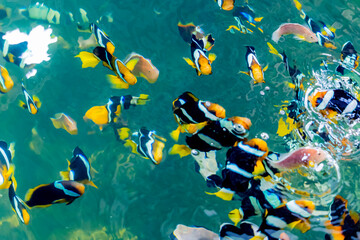 Marine fish in the aquaculture center