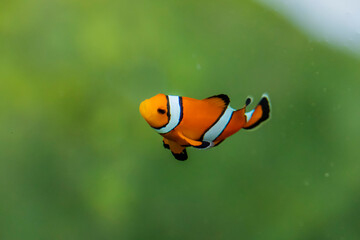 Marine fish in the aquaculture center